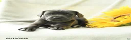 Cane Corso dogs for sale: Buttons - Ad 4