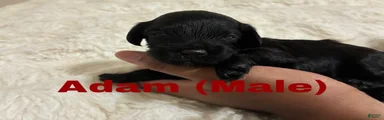 Adam 