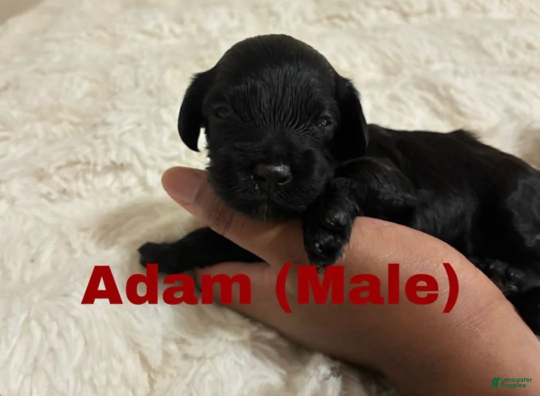 Mixed Breed dogs for sale: Adam  - Ad 1