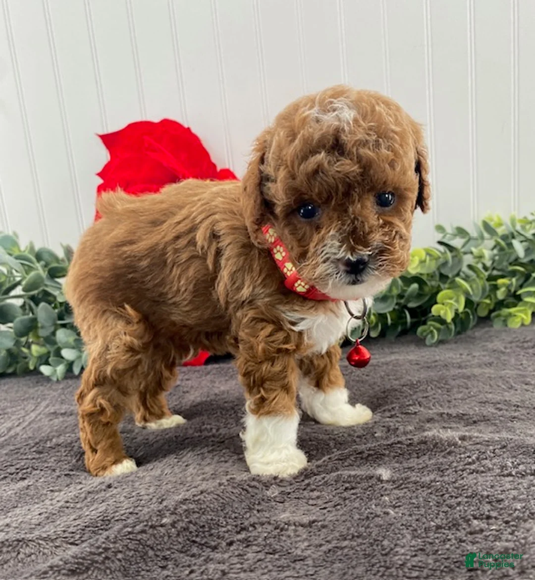 Toy Poodle dogs for sale: Henry- tiny - Ad 1