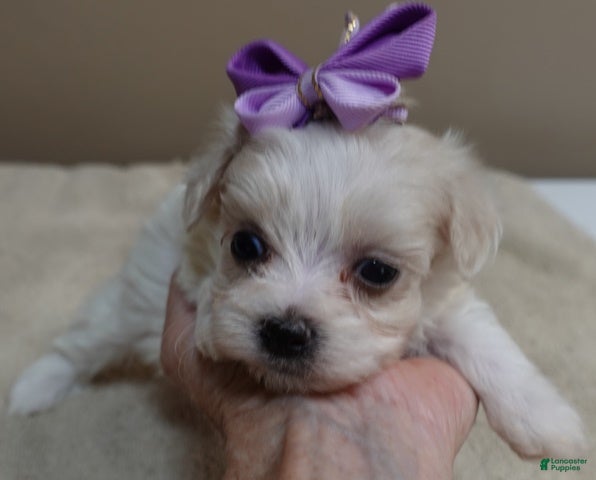 Maltipoo dogs TEACUP Kali - Ad 18