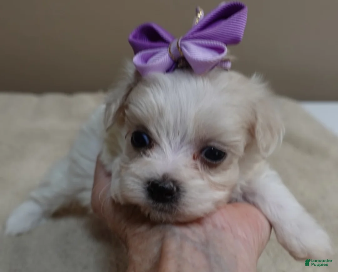 Maltipoo dogs for sale: TEACUP Kali - Ad 1