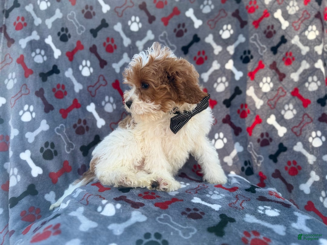 Cavapoo dogs for sale: Twix - Ad 8