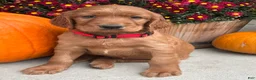 Irish Setter dogs for sale: Harrison - Ad 5