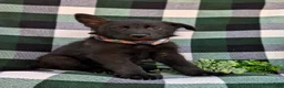 German Shepherd dogs for sale: Maxwell - Ad 3