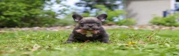 French Bulldog dogs for sale: Darla - Ad 10