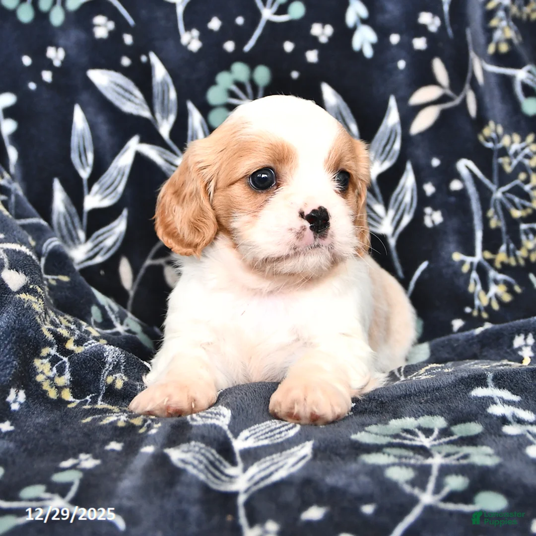 Mixed Breed dogs for sale: Beauty - Ad 4