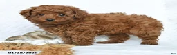 Miniature Poodle dogs for sale: Kai  - Ad 3