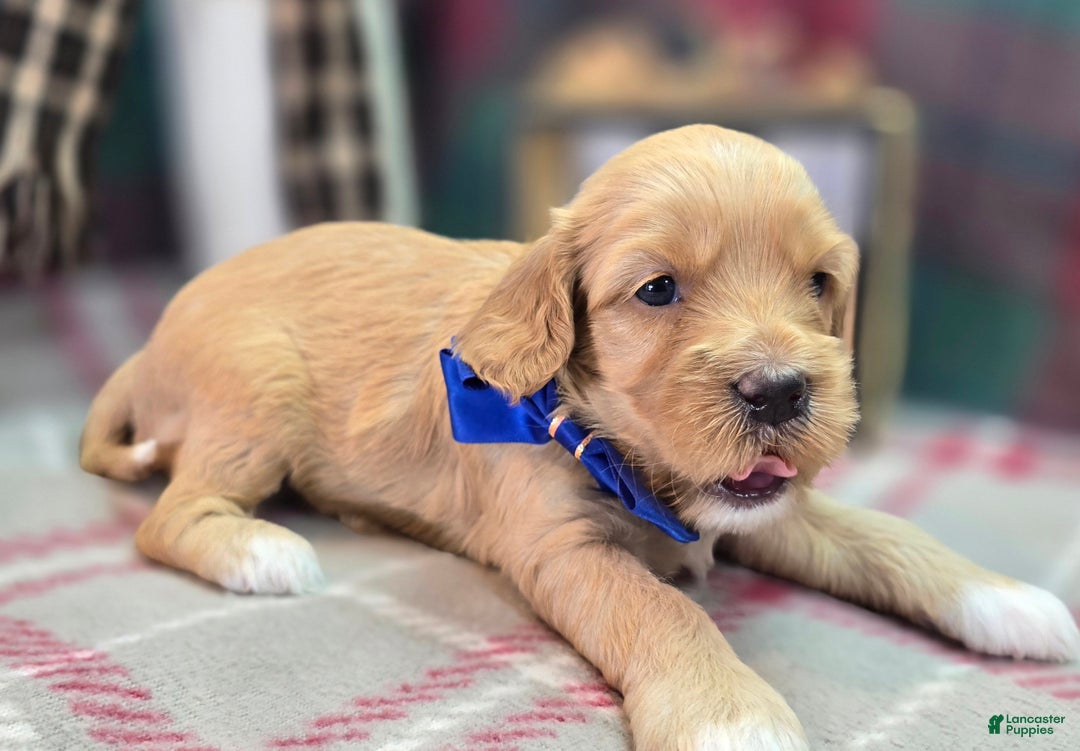 Cockapoo dogs for sale: Captain Walden - Ad 2