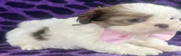 Shih Tzu dogs for sale: Laila - Ad 2