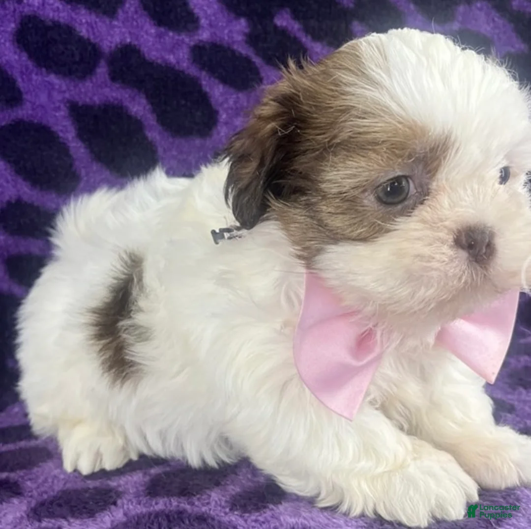 Shih Tzu dogs for sale: Laila - Ad 2
