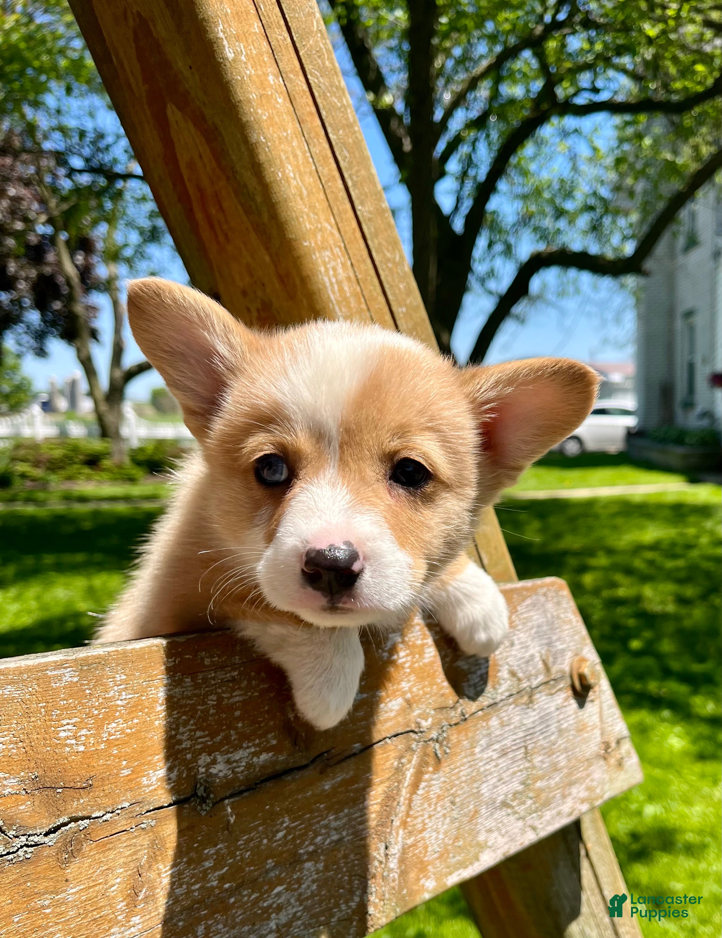 Welsh Corgi Pembroke dogs William - Ad 1