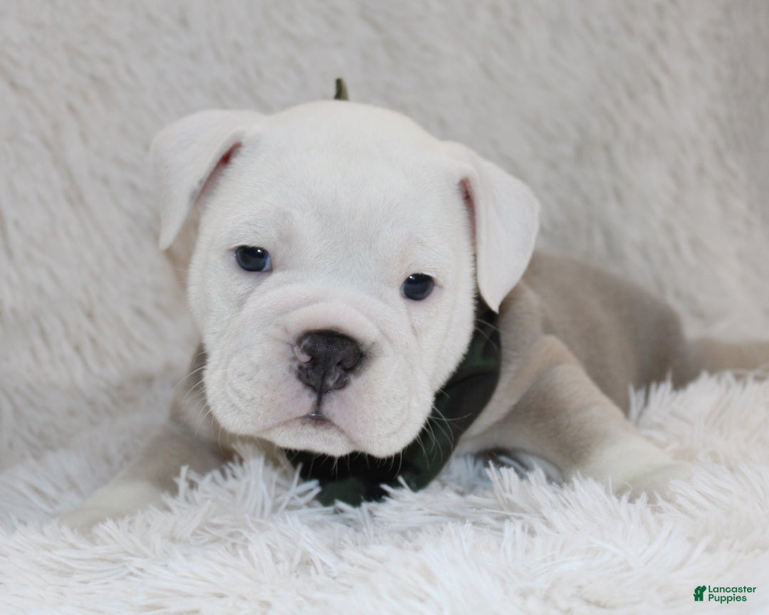 English Bulldog dogs for sale: Reece - Ad 6