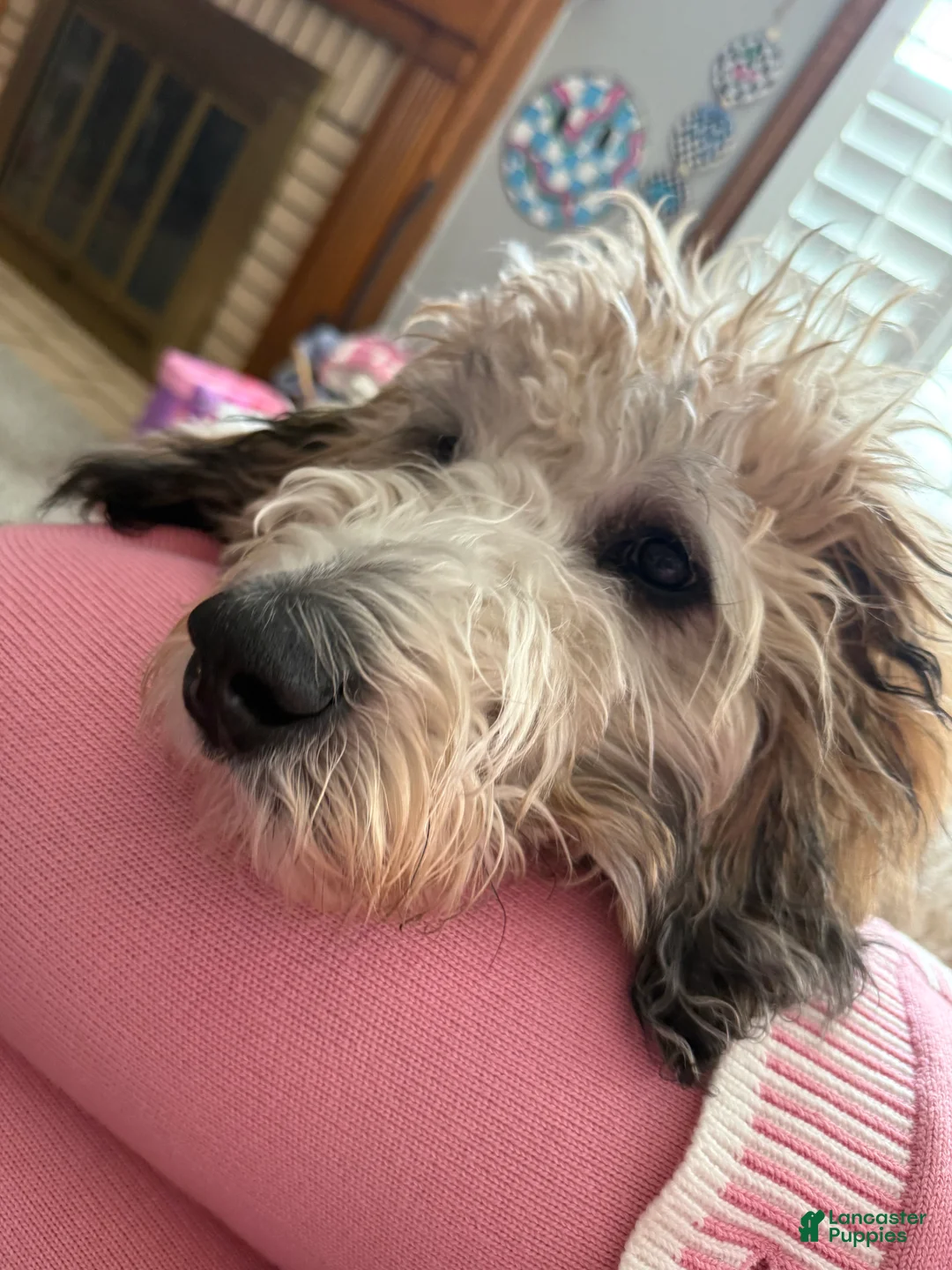 Saint Berdoodles dogs for sale: Saint Berdoodle 6mo Puppy - Ad 3