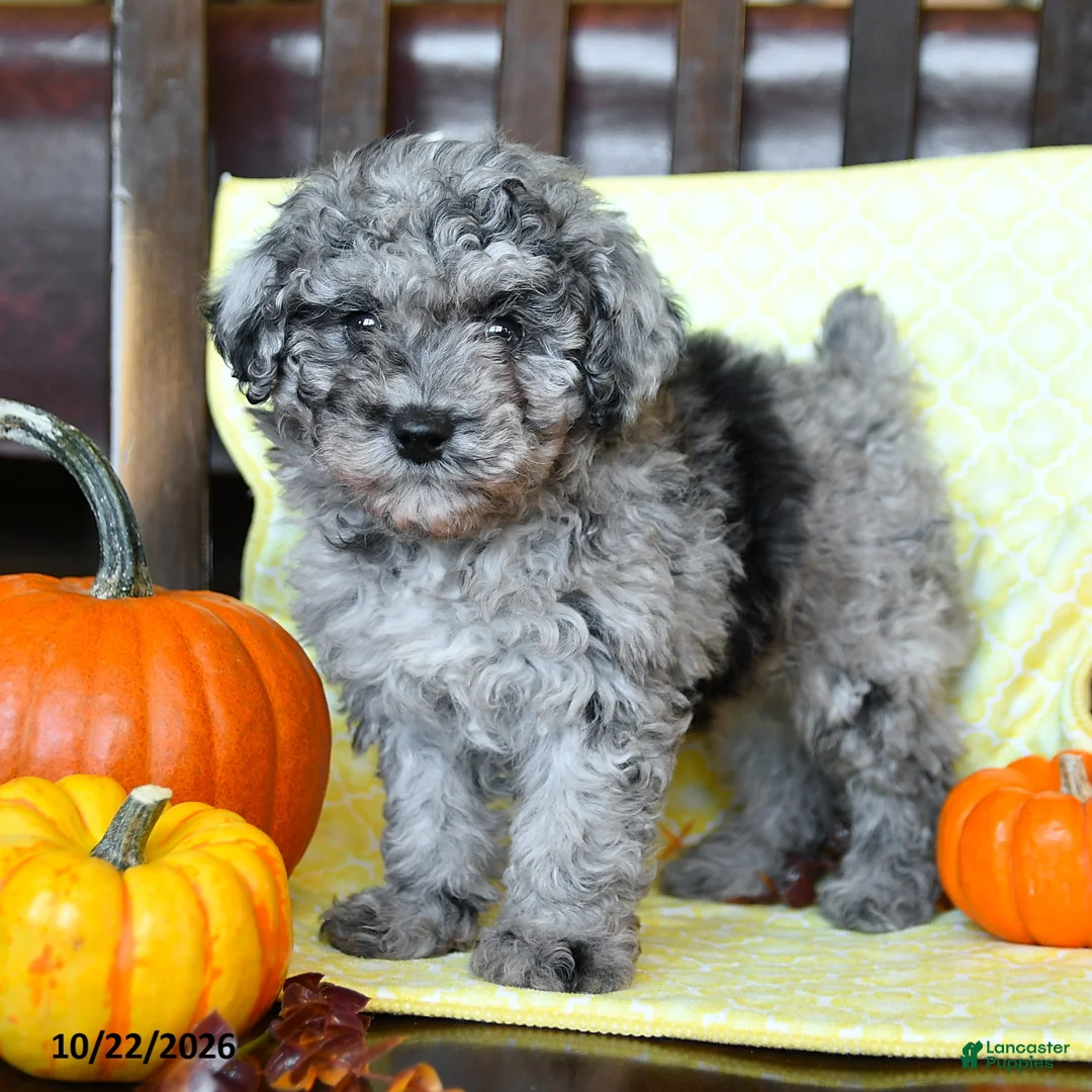 Miniature Poodle dogs for sale: Bluebell - Ad 3
