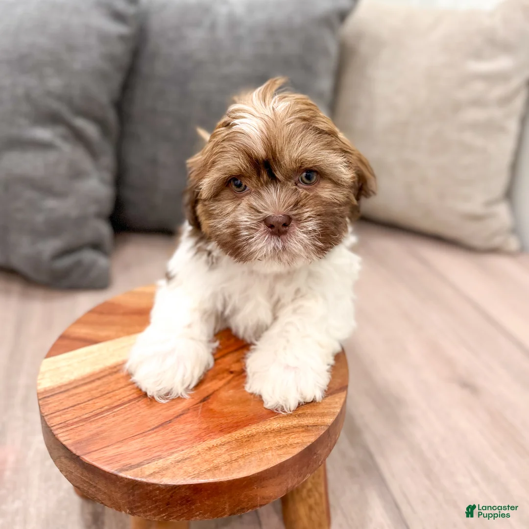 Shih Tzu dogs for sale: Cash - Ad 2