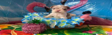 French Bulldog Puppy 3