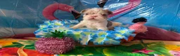 French Bulldog dogs for sale: French Bulldog Puppy 3 - Ad 1