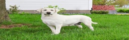 Labrador Retriever dogs for sale: Lacey - Ad 1
