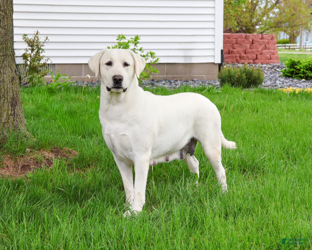 Labrador Retriever dogs for sale: Lacey - Ad 1