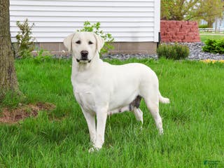 Labrador Retriever dogs Lacey - Ad 42