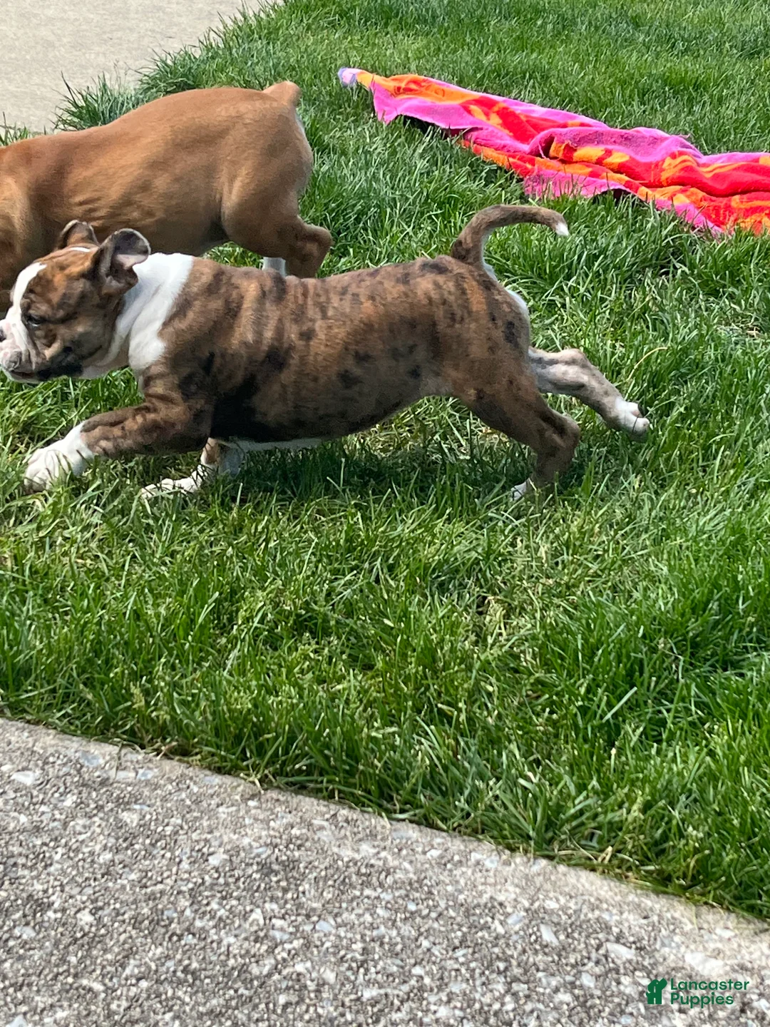 Mixed Breed dogs for sale: Tot-Tot - Ad 2