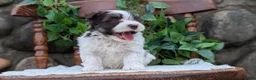 Havanese dogs for sale: Niles - Ad 11