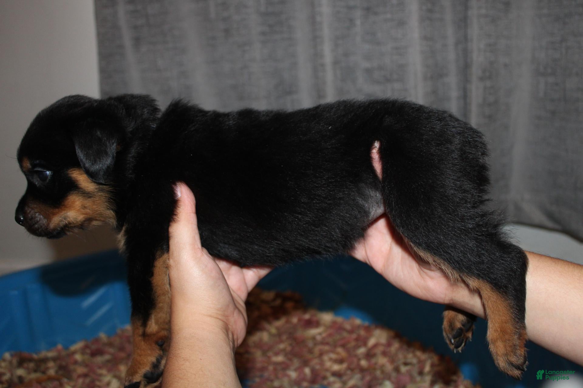 Rottweiler dogs Ms. Black  - Ad 2