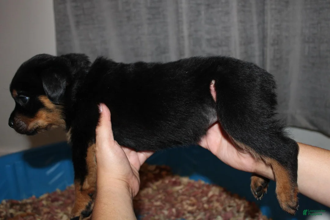 Rottweiler dogs for sale: Ms. Black  - Ad 2