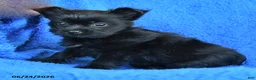 Mixed Breed dogs for sale: Sally - Ad 2