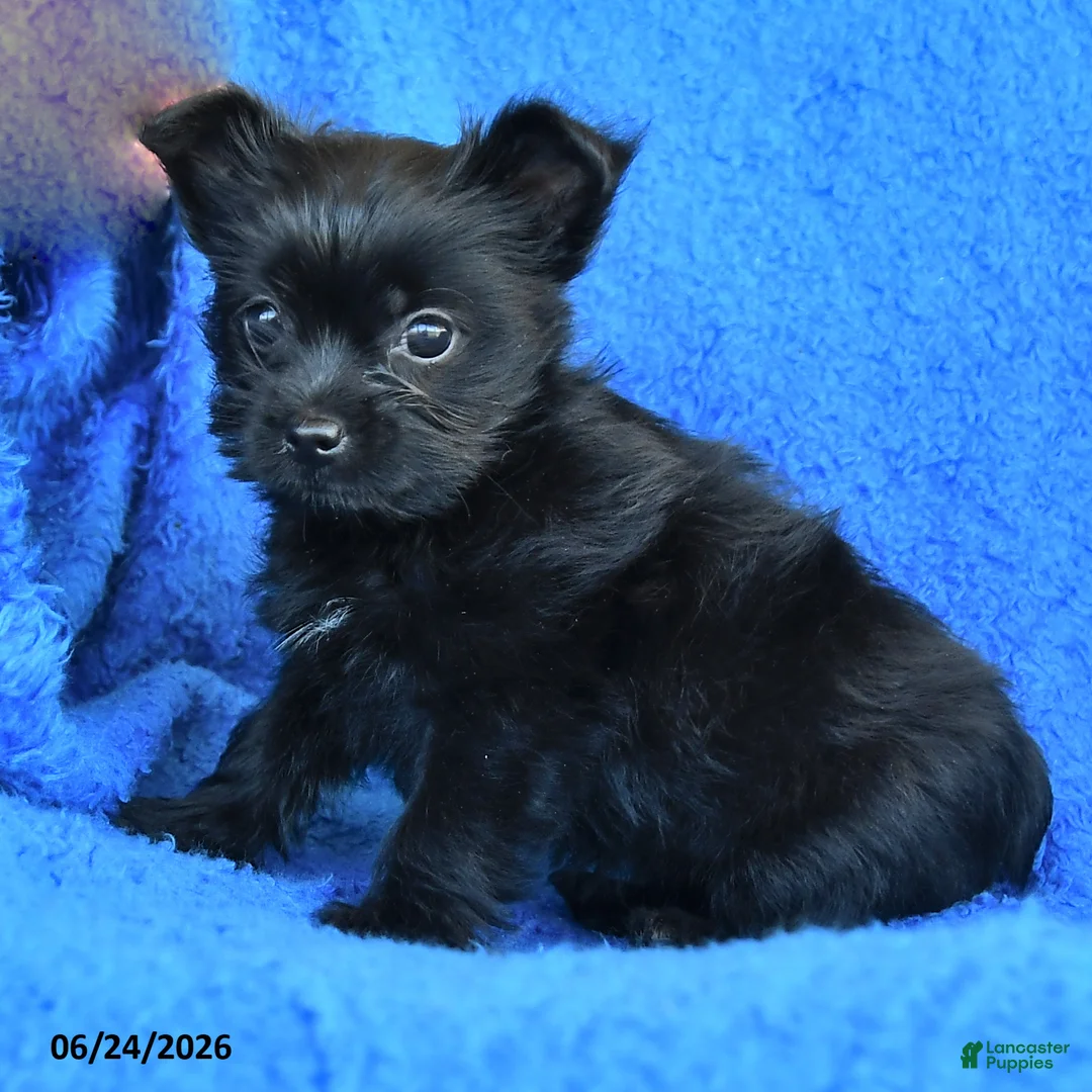 Mixed Breed dogs for sale: Sally - Ad 2