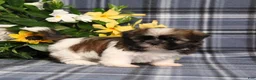 Shih Tzu dogs for sale: Taco - Ad 4