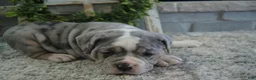 Olde English Bulldogge dogs for sale: Gunner - Ad 2