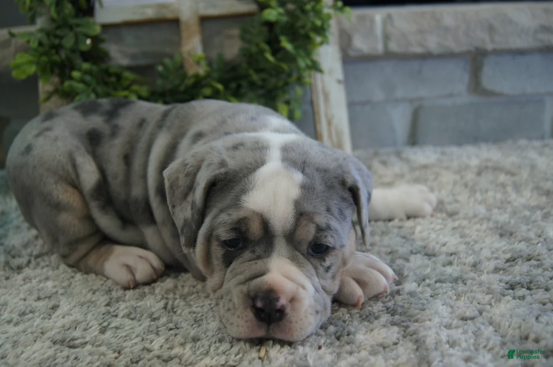 Olde English Bulldogge dogs for sale: Gunner - Ad 2