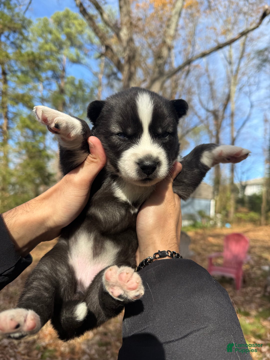 Siberian Husky dogs for sale: Pistol - Ad 2