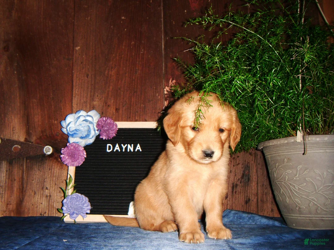 Golden Retriever dogs for sale: Dayna - Ad 2
