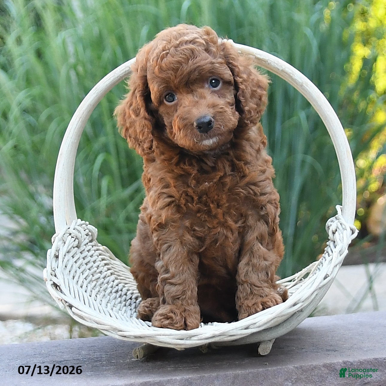 Miniature Poodle dogs Hero - Ad 2