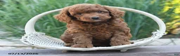 Miniature Poodle dogs for sale: Hero - Ad 2