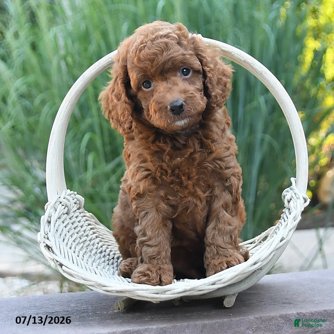 Miniature Poodle dogs for sale: Hero - Ad 2