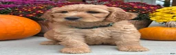 Irish Doodle dogs for sale: Cody - Ad 5