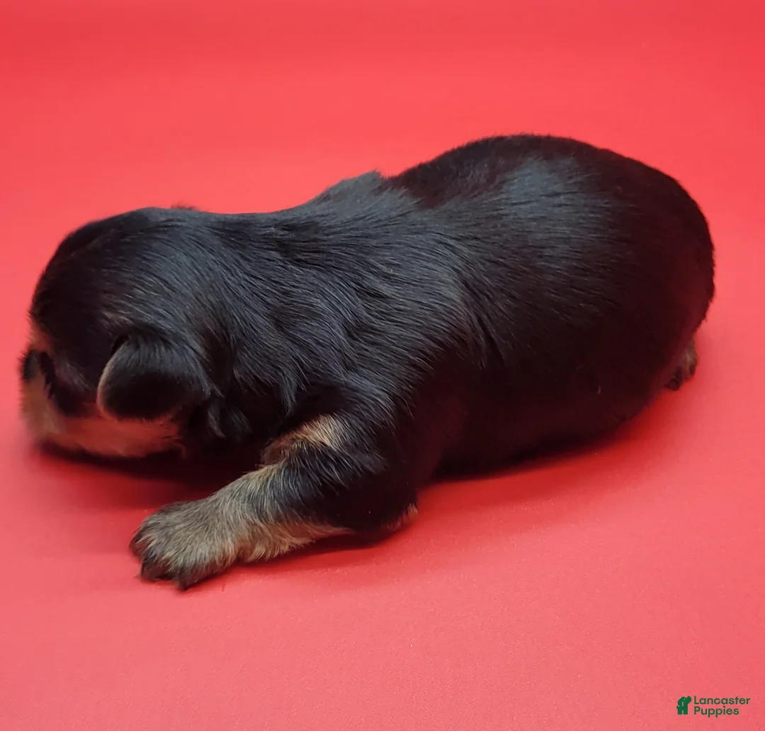 Yorkshire Terrier dogs for sale: Yorkshire Terrier Puppy 1 - Ad 2