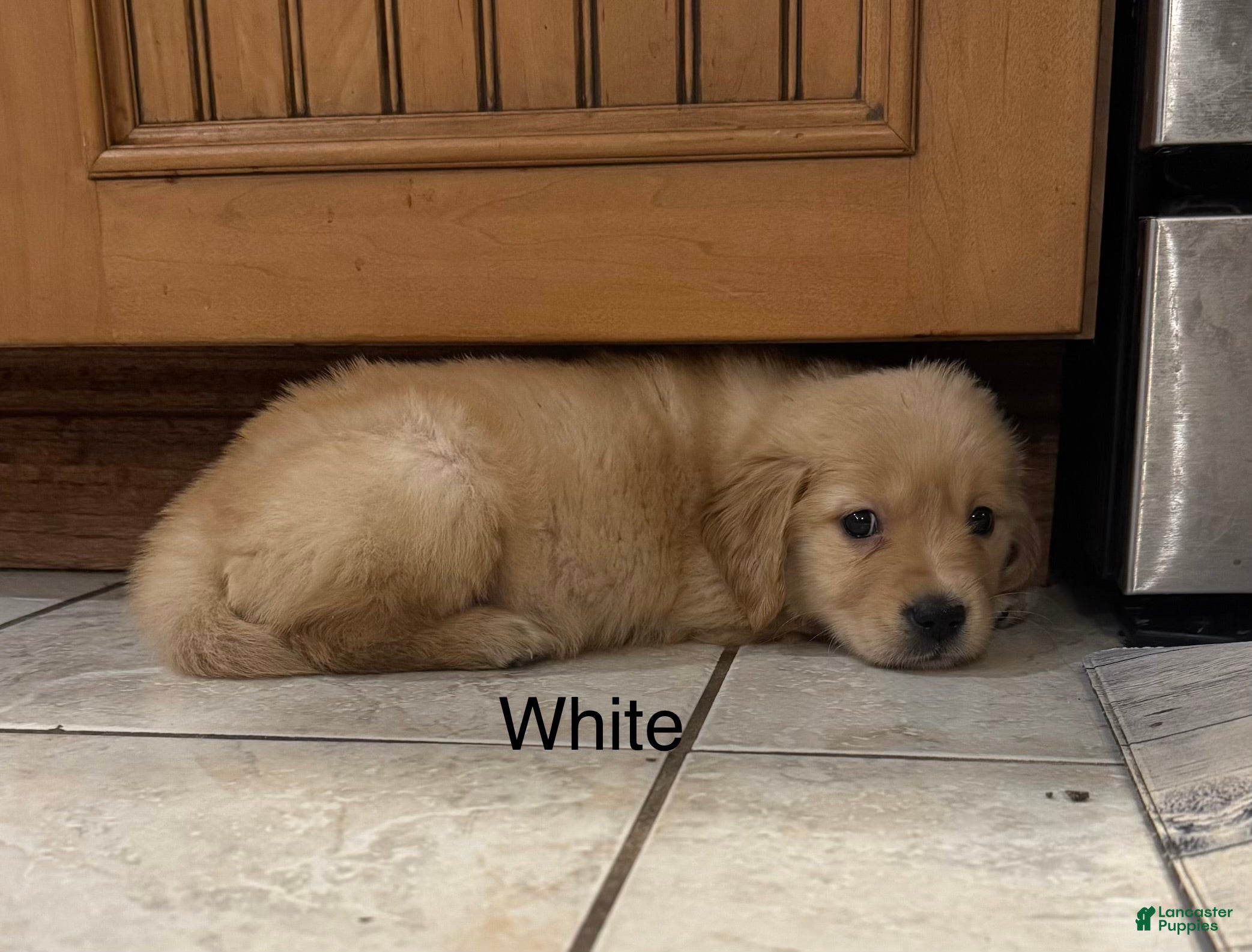 Golden Retriever dogs White - Ad 33
