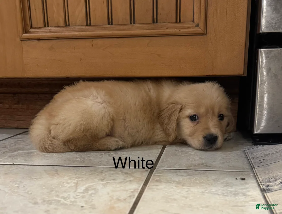 Golden Retriever dogs for sale: White - Ad 1