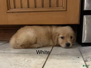 Golden Retriever dogs White - Ad 33