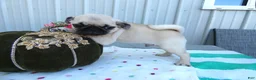 Pug dogs for sale: Pug 1 Robbie - Ad 2