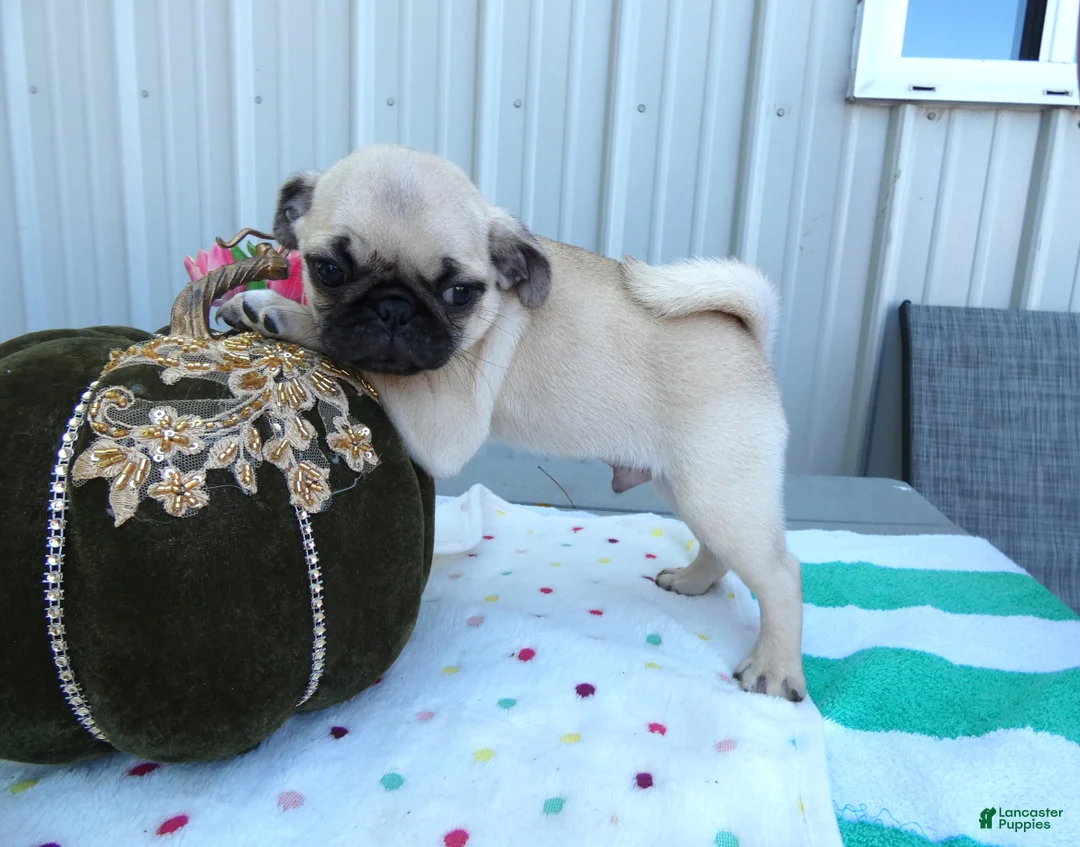 Pug dogs for sale: Pug 1 Robbie - Ad 2