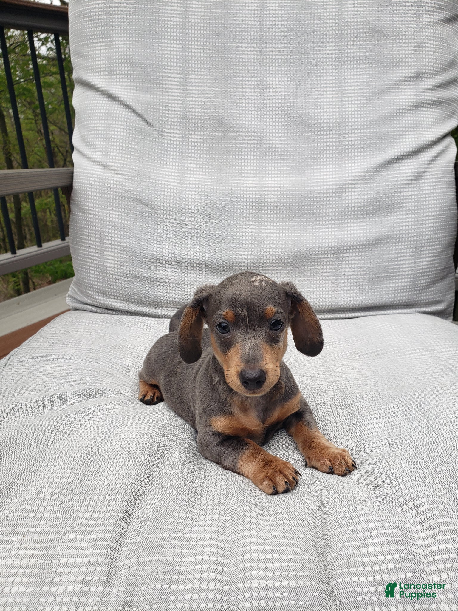 Miniature Dachshund dogs Miniature Dachshund Puppy 2 - Ad 2