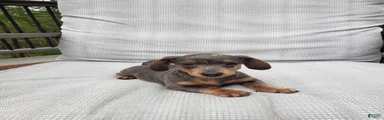 Miniature Dachshund Puppy 2