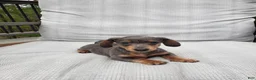 Miniature Dachshund dogs for sale: Miniature Dachshund Puppy 2 - Ad 1