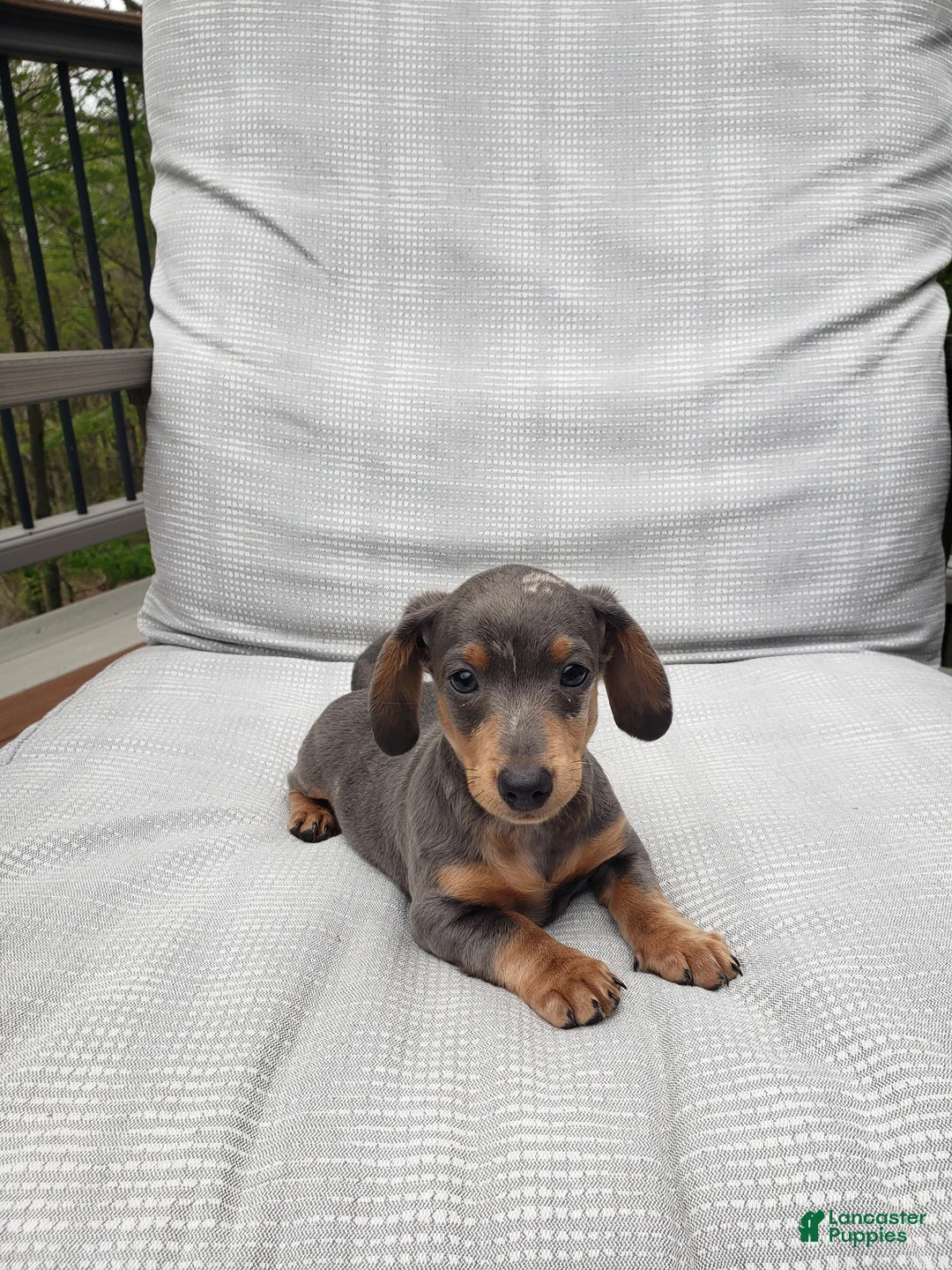 Miniature Dachshund dogs for sale: Miniature Dachshund Puppy 2 - Ad 1